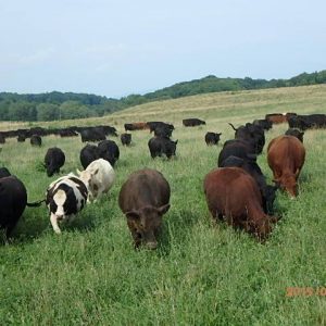Mountain Run Farm
