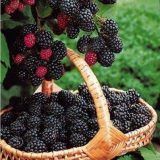 The Elliana Rose Blackberry Farm