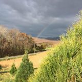 Ingemont Farms