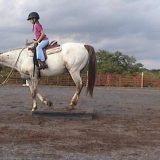 CVLR Performance Horses