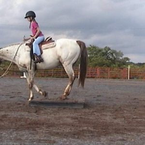 CVLR Performance Horses