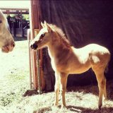 Slocum’s Appaloosa Ranch