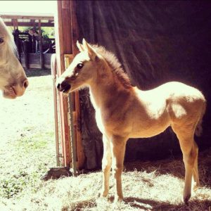 Slocum’s Appaloosa Ranch