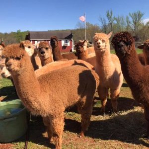 Smith Mountain Lake Alpaca Farm