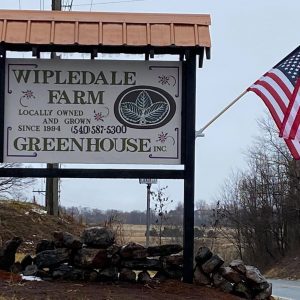Wipledale Farm Greenhouse