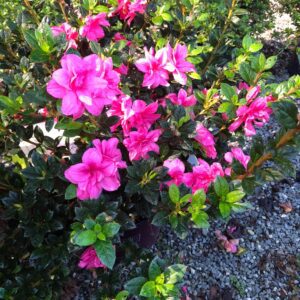 Poplar Forest Nursery & Landscaping